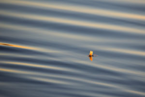 Mayfly, (Ephemeroptera) on water surface, reflection Mayfly, (Ephemeroptera) on water surface, reflection